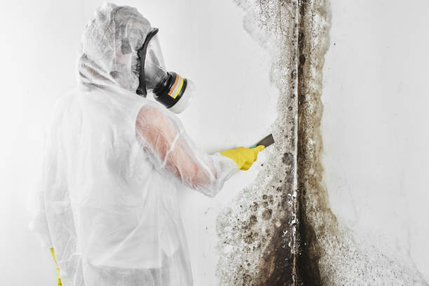 Best Insurance-Related Mold Remediation in Junction City, CA