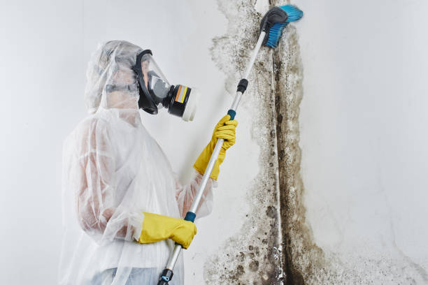 Best Post-Remediation Services in Junction City, CA