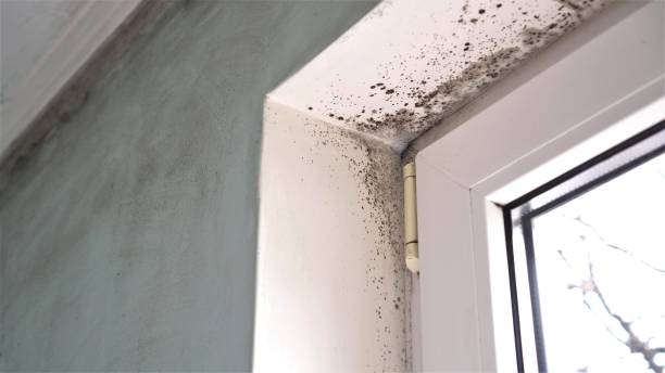 Best Preventive Mold Services in Junction City, CA