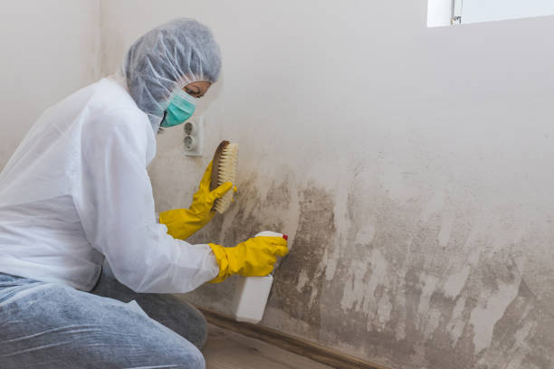 Best Black Mold Remediation in Junction City, CA