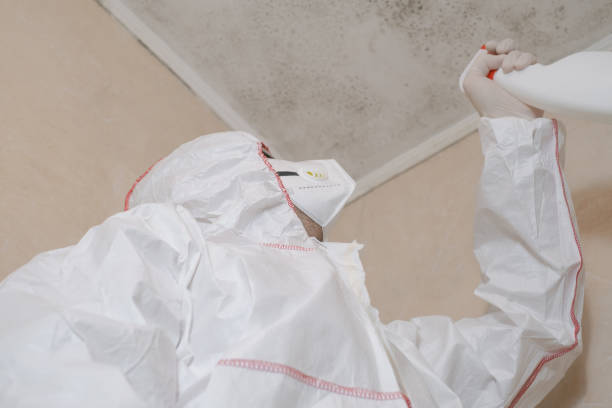 Best Localized Mold Remediation (e.g., coastal areas, humid climates) in Junction City, CA