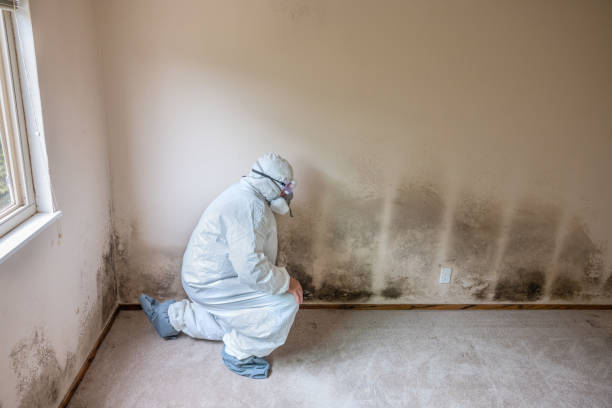 Best Industrial Mold Remediation in Junction City, CA