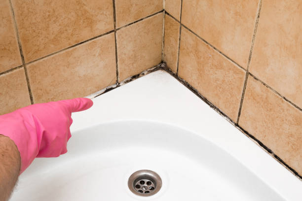 Best Crawl Space Mold Remediation in Junction City, CA